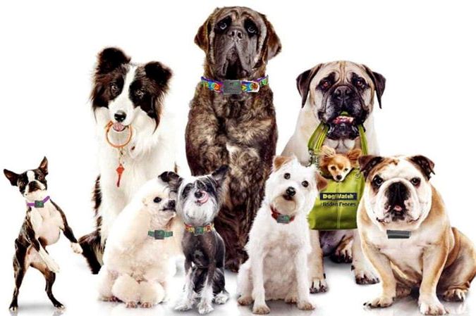 товары для собак в интернет-магазине